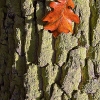 img_101_014463