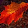 img_101_024389