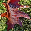 img_101_024462
