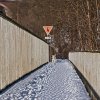 IMG_101_028219