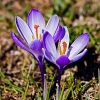 img_101_010476