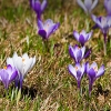 img_101_010478_0