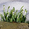 img_101_9999_73_0