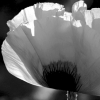 img_101_5964sw