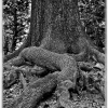 IMG_101_019655_swb