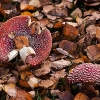 img_101_024373
