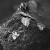 IMG_101_030533_sw
