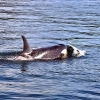 20070828_vancouver_037