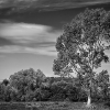 img_101_023191sw