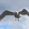 IMG_101_012680