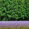 img_101_017706_1500_500