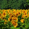 img_101_017943